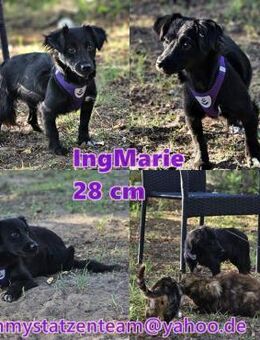 IngMarie ist eine kleine, taffe Hündin - Schafflund