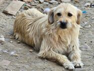 Struppelmaus Fiby sucht liebe Familie - Leonberg (Baden-Württemberg)