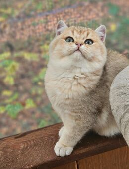 BKH JUNGE LIOR - Kamen