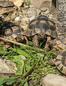 Nachzuchten Breitrandschildkröten (Testudo Marginata) 2017 in 86343