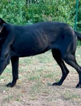 Traumhund Bipa sucht Familie - Margetshöchheim