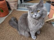 Kater Yuka 1,5 Jahre alt - Mainz