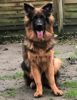 Schäferhund Langstockhaar Rüde - Bottrop