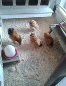 Dt. Zwerg - Wyandotten in 63927