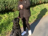 Rottweiler 4 Jahre alt - Rodewisch