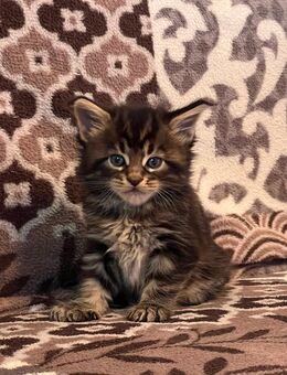 Reinrassige Maine Coon Kitten - Thalfang