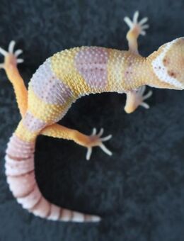 Leopardgecko Männchen Weibchen 2025 - Berlin