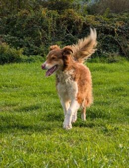 Charlie sucht zuhause - Wedel