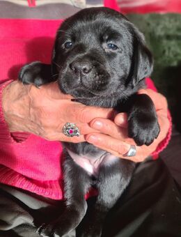 Zauberhafte Labradorwelpen - Burg Stargard