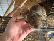 Zwei Degu Männchen mit großem Käfig - Algermissen