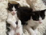 Katzen Babys kitten suchen ein zuhause - Dettingen (Iller)