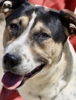 Antonella, sehr sozial, offen,freundlich - Westerholt