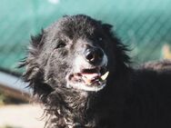 Rufus - sucht ruhigen Alterssitz - Ratekau