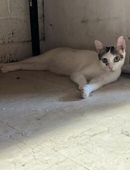 Malia aus dem Tierschutz Kreta - Grevenbroich