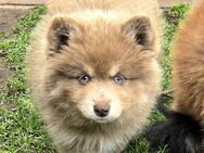 Zauberhafte Pomsky Welpen seltene Färbung suchen ihr neues Zuhause! (ab 22.05.2025) - Hörstel Zentrum