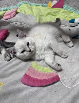 Britisch Kurzhaar Kitten in liebevolle Hände abzugeben - Köln