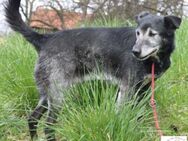 Garo - ein Gentleman mit grauer Schnauze - Kissing