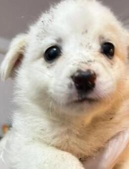 SIMBA - zuckersüßer Welpenjunge - Kallmünz