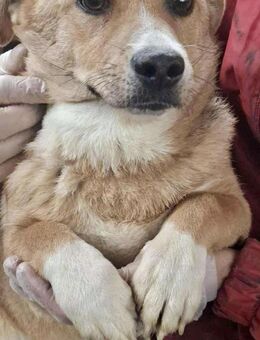 Cinnamon - auf der Suche nach Trost - Koblenz