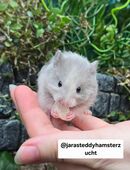 Extrem HANDZAHME FLAUSCHIGE Teddyhamster Satinglanz in 46535