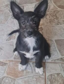 Kleine Arla, lieb und verspielt - Leonberg (Baden-Württemberg)