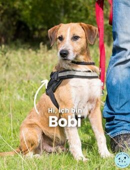 Bobi SI, offen und freundlich - Rheine