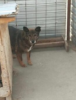 MiA braucht ein Wunder 🙏❤️ - Mylau