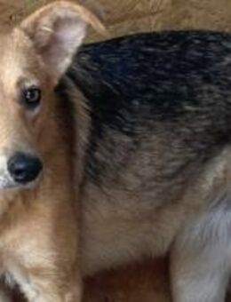 Alba wird immer übersehen 🐾 - Elsdorf (Nordrhein-Westfalen)