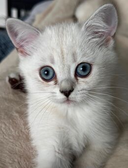 Zwei BKH Kitten (weiblich) - Oberndorf (Neckar)