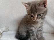 Britisch Kurzhaar Katzenbabys Kitten - Frankfurt (Main) Zeilsheim