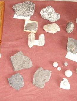 Fossilien, Versteinerungen, Ammoniten, Trilobiten, Seeigel und Co. an Sammler - Hamburg Hamburg-Nord