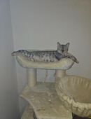 Reinrassige bengal Katze in 52511