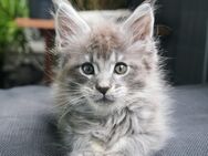 Maine Coon Kitten 😻 Kater - Witten