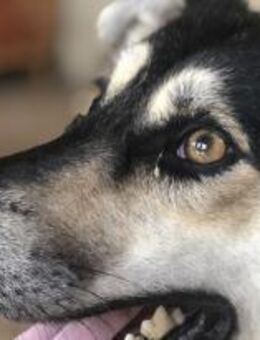 Jurij wartet auf seine Chance 🐾 - Elsdorf (Nordrhein-Westfalen)