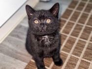 BKH Kitten lieb und verschmust - Wuppertal