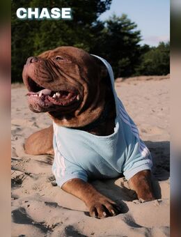 Old english bulldog rüde sucht ein zu Hause auf Lebenszeit - Berlin Charlottenburg-Wilmersdorf