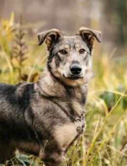 Schlaue Maya sucht liebevolles Zuhause - Duisburg