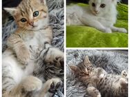 Bkh Ekh Kitten Katzenbabys - Reinbek