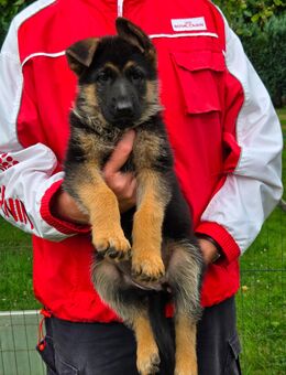 Deutsche Schäferhund Welpen aus Kör- und Leistungszucht - Diepholz