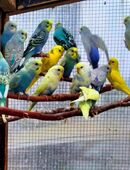 Nestjunge Wellensittiche aus Juli 25 in Top Qualität vom Züchter in 58675