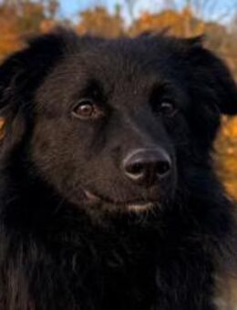 sanfter LENZI🩵wartet in 22559 Hamburg! - Hamburg