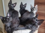 XXL Maine Coon Kitten Reinrassig - Bous