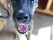 Landon ist ein schlauer Bub 🐾 - Elsdorf (Nordrhein-Westfalen)