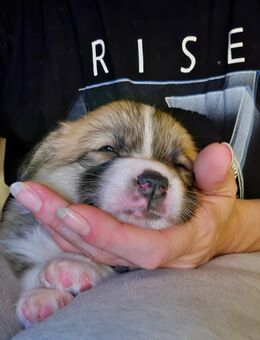 Welsh Corgi Pembroke WELPEN mit Rute - Boos (Bayern)