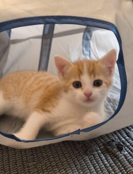 1 kleiner Kater sucht noch ein neues Zuhause - Oberpöring