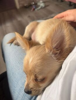 Chihuahua abzugeben - Kamen Zentrum