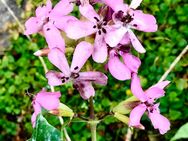 Echtes Seifenkraut, Saponaria officinalis, 20 Samen, Naturgarten, Winterharte Staude , Rosa - Altdorf (Nürnberg)