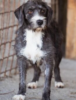 Barak-Mix Alani 💗 sanft+zurückhaltend - Hamburg