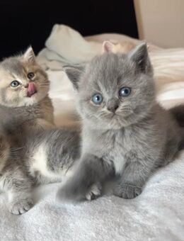 Bkh babykatze - Rheine
