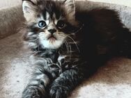 Maine Coon Kätzchen suchen ein liebevolles Zuhause - Aldingen